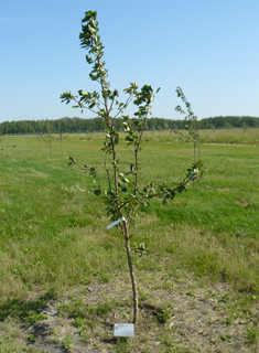Memory Tree Plaque for Fort Whyte Alive